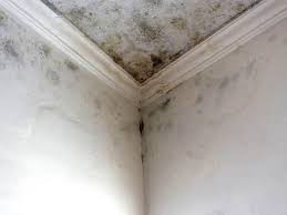 Professional Mold Inspection in Stevenson, WA